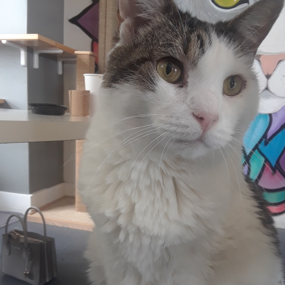 Meet your Posher, Constance